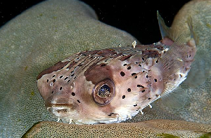  Diodon holacanthus (Long Spined Porcupinefish)